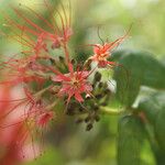 Combretum constrictum Flor