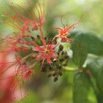 Combretum constrictum Fleur