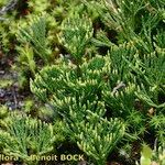 Lycopodium tristachyum Habitatea