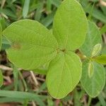 Rhynchosia minima Leaf