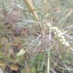 Artemisia alba Likasa