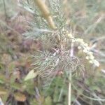 Artemisia alba Folla