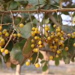 Allophylus africanus Frucht