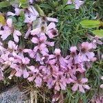 Saponaria pumilaЦвят