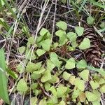 Claytonia rubra Blatt