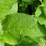 Verbascum chaixii Leaf