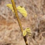 Hibiscus aponeurus Hoja