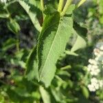 Parthenium integrifolium Yaprak