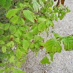 Lonicera chrysantha Leaf