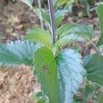Salvia farinacea 叶