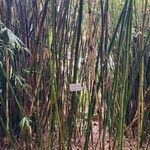 Bambusa tulda Leaf