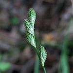 Carex longii Kvet