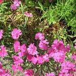 Dianthus gratianopolitanus പുഷ്പം