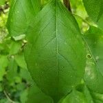 Celastrus orbiculatus Leaf