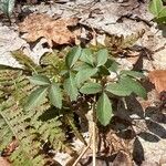 Panax trifolius Leaf