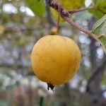 Malus hupehensis Fruit