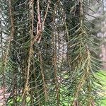 Picea breweriana Folha