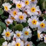 Primula × pubescens Flor