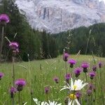 Cirsium heterophyllum موطن