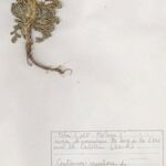 Centaurea eriophora Хабит