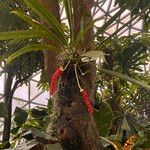 Anthurium bakeri Habit