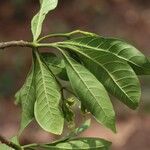 Voacanga africana Blad