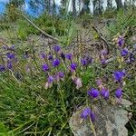 Polygala microphylla Habitat