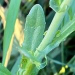 Mummenhoffia alliacea Blad