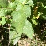 Hieracium prenanthoides Leaf