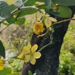 Senna hayesiana Flower