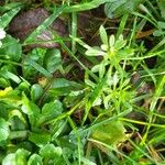 Galium verrucosum पत्ता