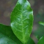 Claoxylon parviflorum 葉
