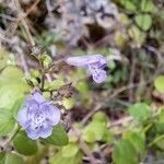 Clinopodium nepetaBlodyn