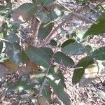 Lagerstroemia parviflora Hostoa