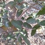 Lagerstroemia parviflora Folio