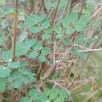 Hippocrepis emerus Blad