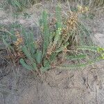 Euphorbia paralias Habitat