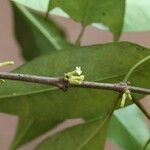 Pleiocarpa pycnantha Flower