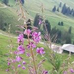 Epilobium angustifoliumFlower