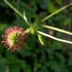 Geum urbanum Fruit