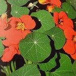 Tropaeolum majus Kwiat