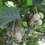 Styrax japonicus Плод