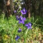 Delphinium nuttallianum Flor