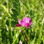 Vicia sativa Floare