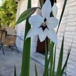 Gladiolus murielae Květ