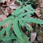 Dryopteris sieboldii Leaf