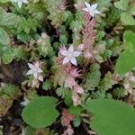 Sedum anglicumКвітка