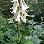 Cardiocrinum giganteum Květ