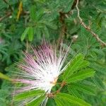Calliandra selloi Blüte