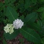 Asclepias variegata Цвят